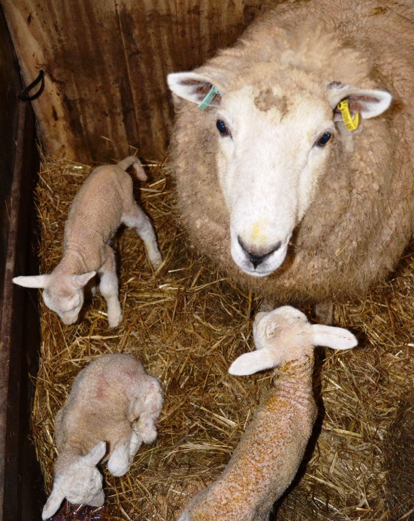 Newborn lambs 1 All Saints, Lockerbie